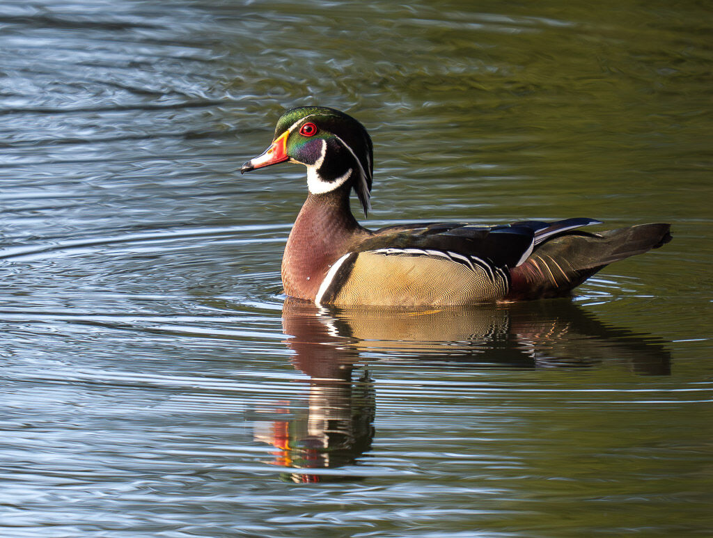 Wood Duck