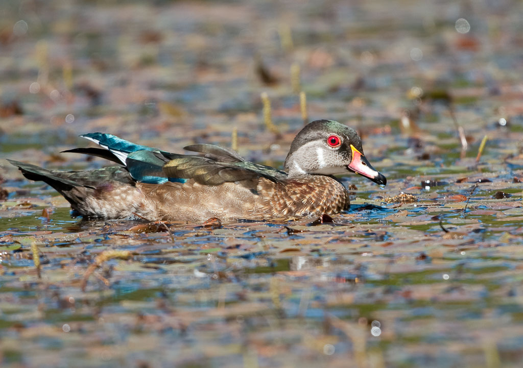 Wood Duck showing blue tail feathers Wildlife Photographs by Rowland K