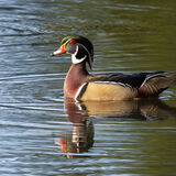Wood Duck