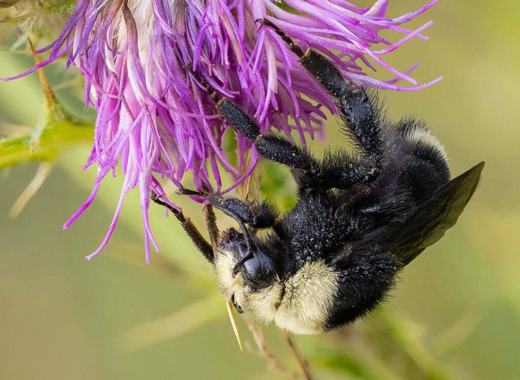 Yellow-faced Bumble Bee