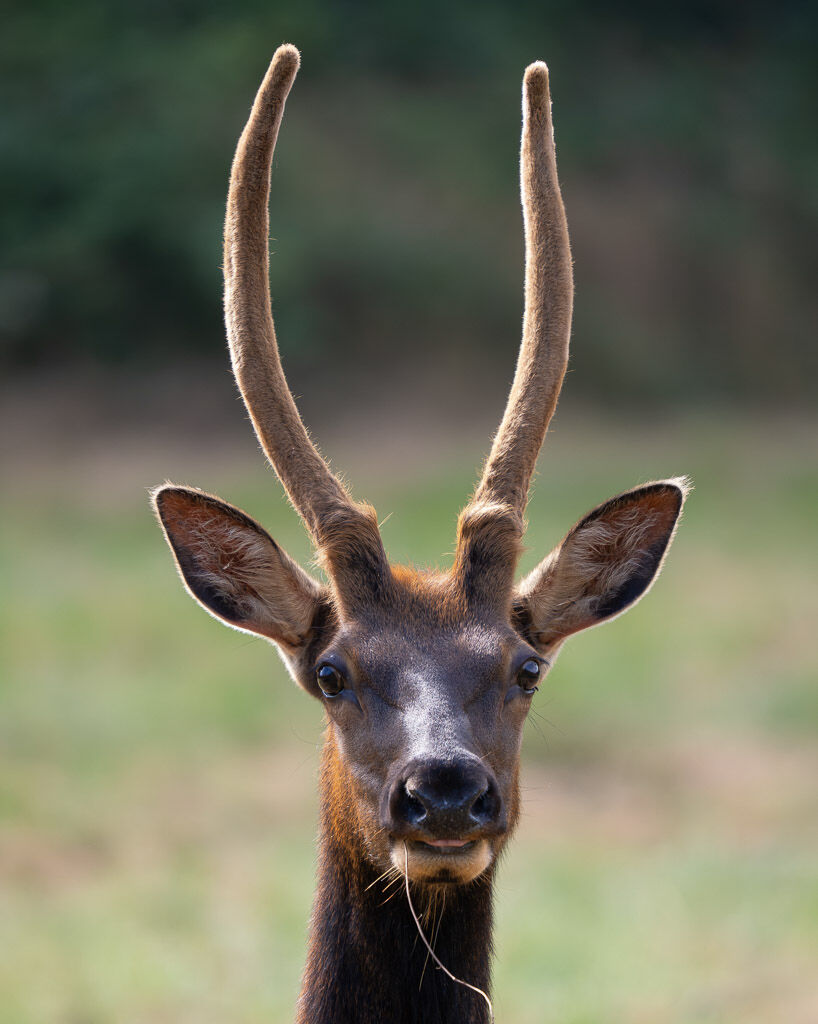 Young Elk buck