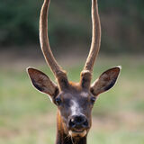 Young Elk buck