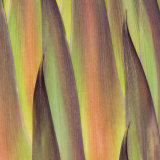 Yucca Our Lords Candle flower head close-up