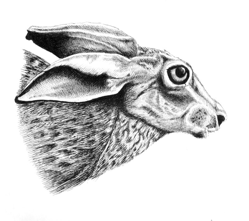Hare