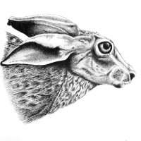 Hare