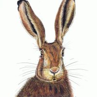 Hare Here