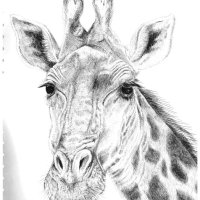 Sketchbook Giraffe Drawing