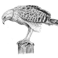 Hawk