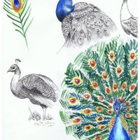 Peacock sketches