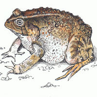 The Toad