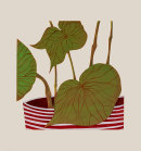 Begonia