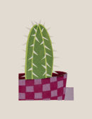 Checks Cactus, 2014