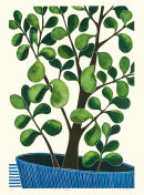 Crassula Argentea