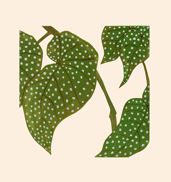 Kerry Day - Elephant Ear Begonia - Lino Print