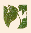 Elephant Ear Begonia