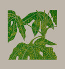 Fatsia