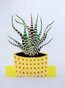 Haworthia Fasciata II