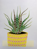 Haworthia Fasciata III