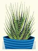 Haworthia Fasciata
