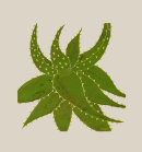 Hello Aloe - 2014