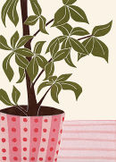Parasol Plant