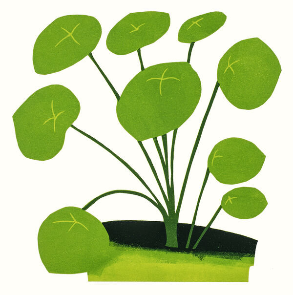Kerry Day - Pilea Peperomiodes - Lino print