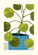 Pilea Peperomioides #II