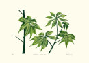 Schefflera Arboricola