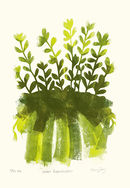Sedum Rubroticntum