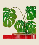 Swiss Cheese Plant