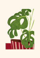 Swiss Cheese Plant, 2014