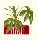 Tree Ivy (Fatsia)