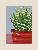 Zebra Plant II, 2014