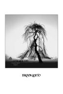 The Tree at Brookland