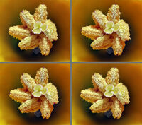 Narcissus stigma and anthers