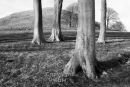 Summerhouse Hill Trees