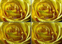 A Rose of Yellow