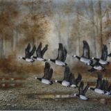 Barnacle Geese