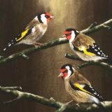 Gold Finches