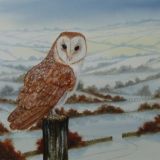 Barn Owl