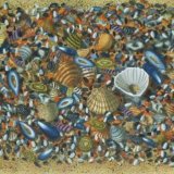 Shell Seekers Paradise