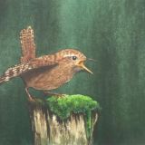Wren
