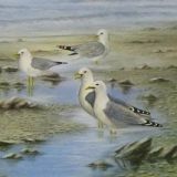 Common Gulls