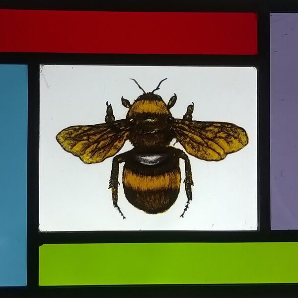stained glass painted bee with border