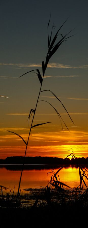 Second - Reeds - Chris Gibbs