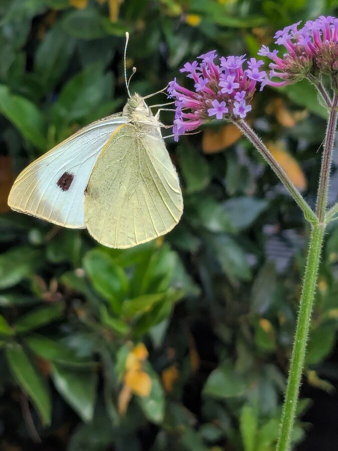Second - Large White - Chris Gibbs