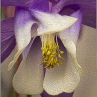 AQUILEGIA--WINT LEES--3