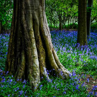 A Base of Bluebells - Catherine Knee