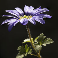 Anemone Blanda--Keith Bowser--2