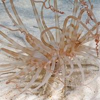 Anemone in Bonaire